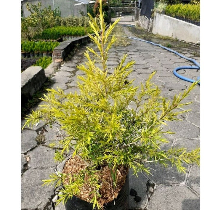 Golden Tea Tree / 金茶树 / Pokok Teh Emas / सुनहरा चाय वृक्ष (Singapore: Moleka Tree) – Bright Foliage, Fast Growing, Air P