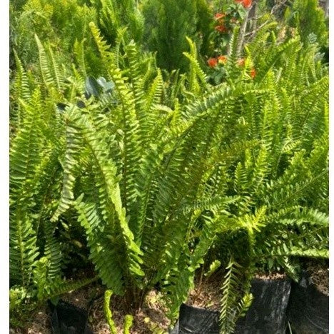 Boston Fern / 波士顿蕨 / Pakis Boston / बॉस्टन फर्न (Singapore: Boston Fern) – Air Purifying, Lush Foliage, Easy Care, Humid