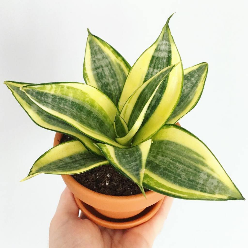 Dracaena Trifasciata Golden Hahnii, Sansevieria trifasciata Golden Hahnii