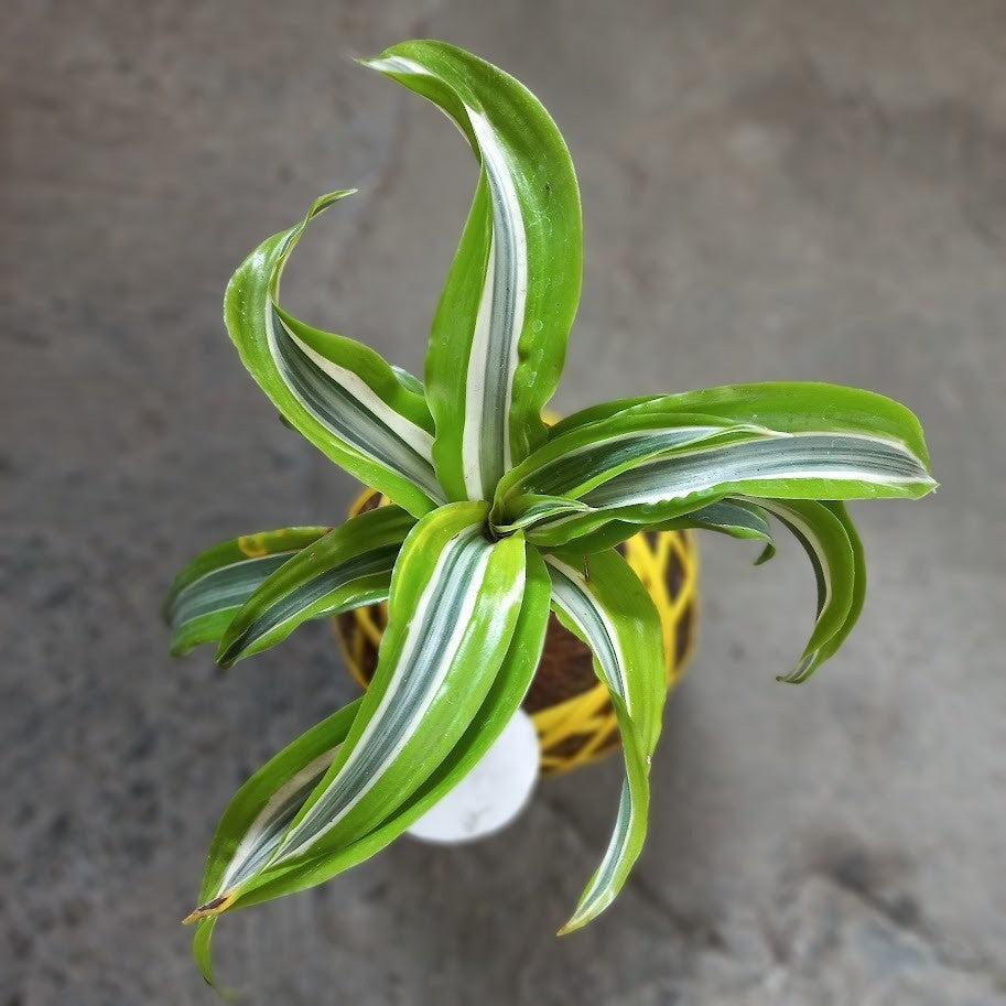 Dracaena Lemon Lime Kokedama: Vibrant Indoor Greenery – A Stylish Garden Accent