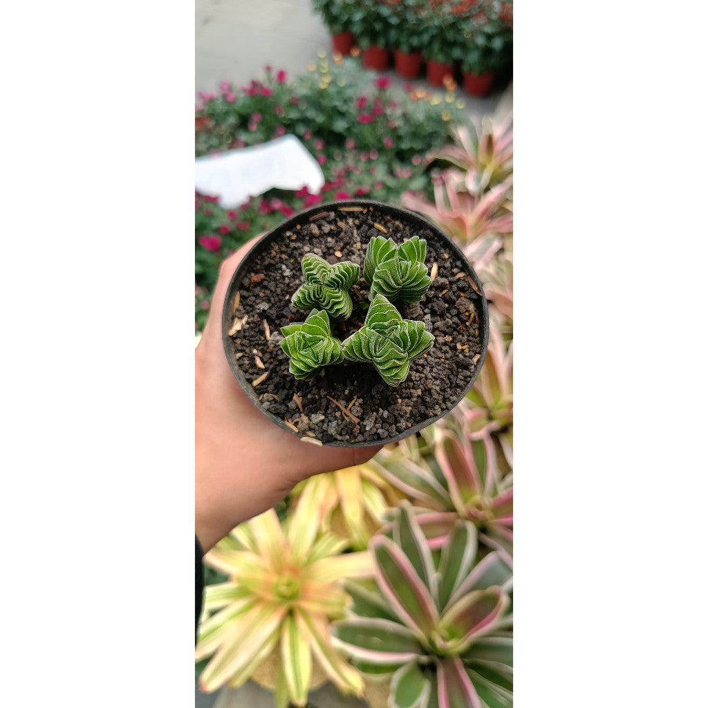 Buddha Temple Plant – Serene Addition for Your Home