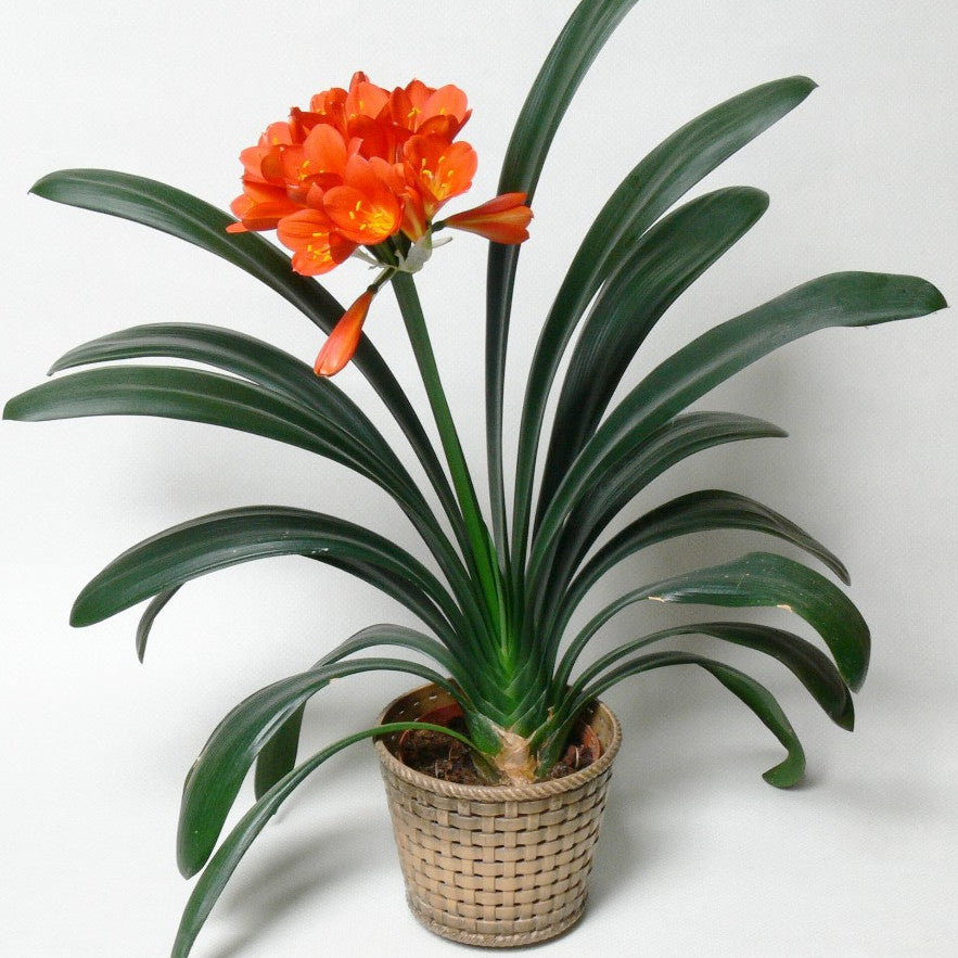 Clivia Miniata, Amaryllidaceae