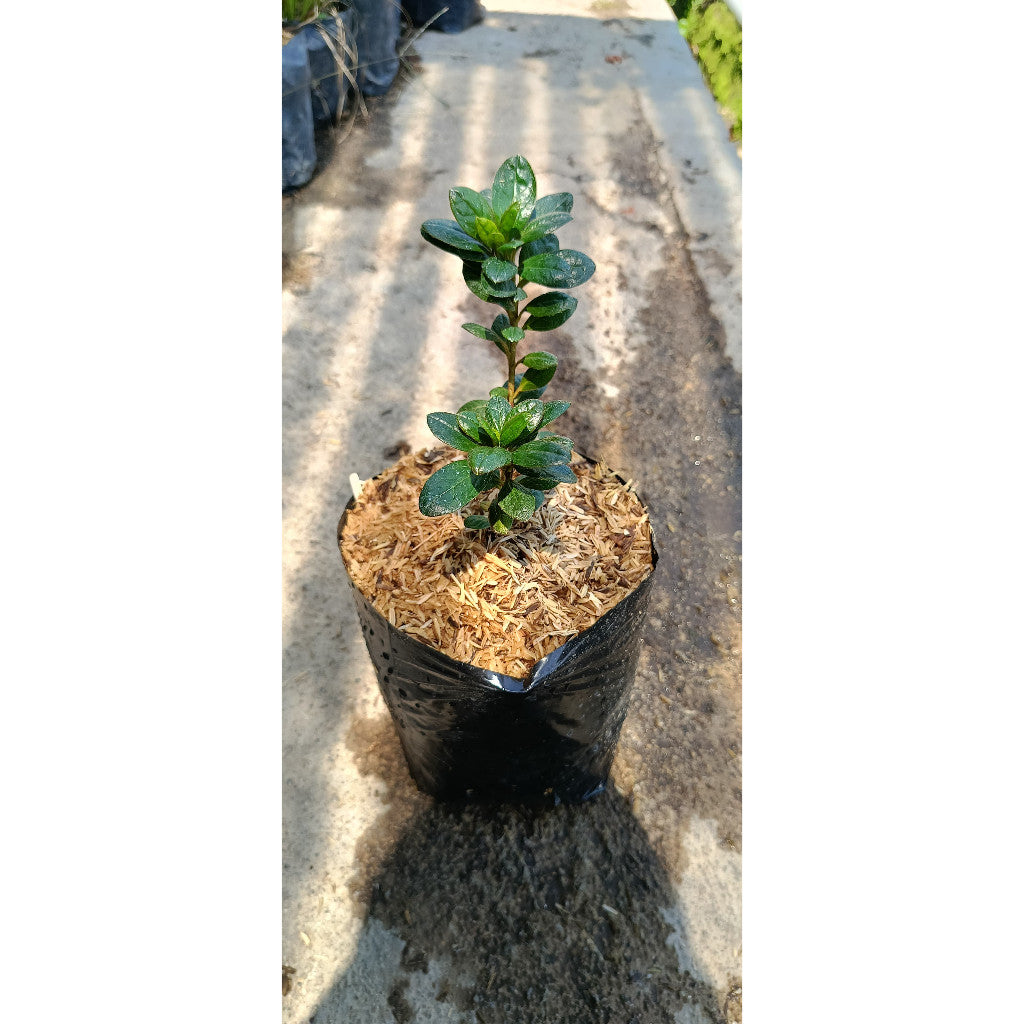 Azalea Bronx - Beautiful Flowering Shrub for Your Garden