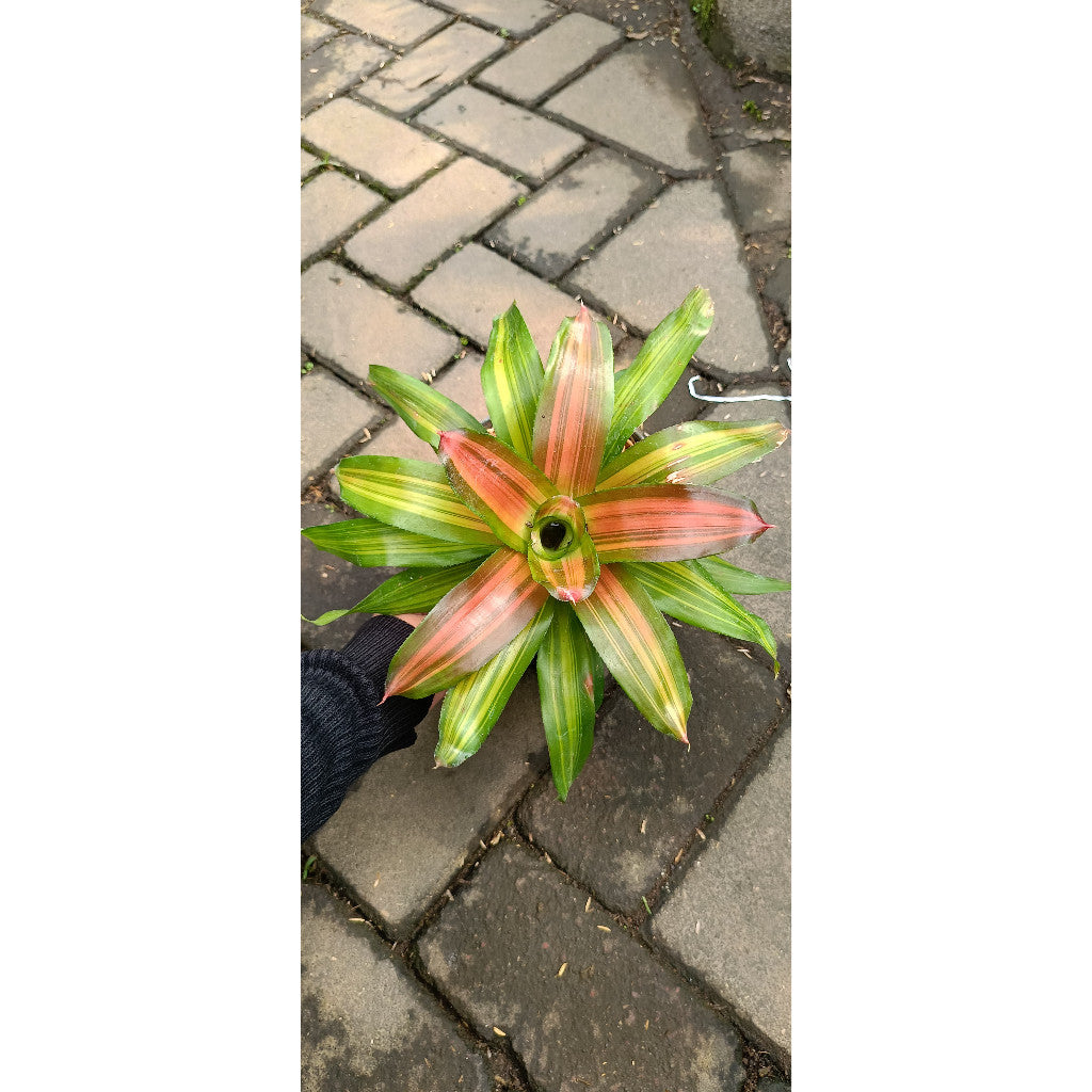 Bromelia Orange Crush – Vibrant Ornamental Plant | Aechmea blanchetiana