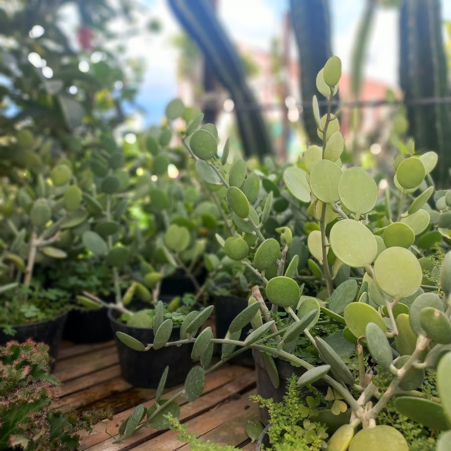 Xerosicyos Danguyi, Silver Dollar Plant