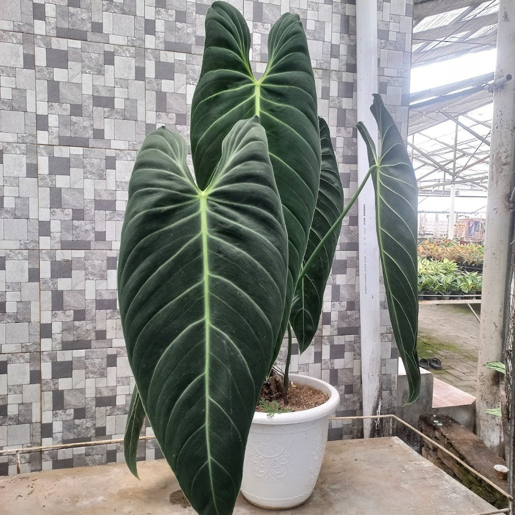 Big Philodendron Melanochrysum