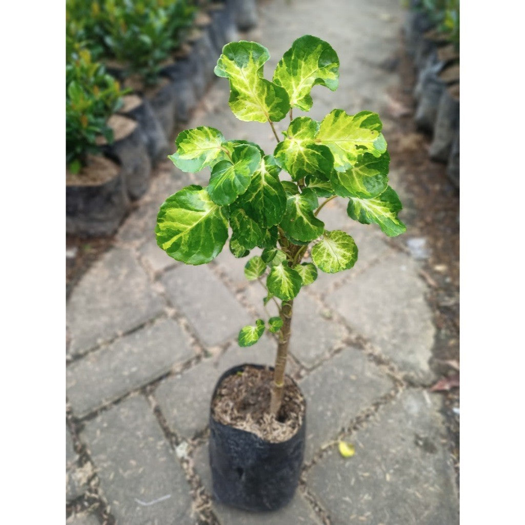 Polyscias scutellaria 'Balfourii', Balfour Aralia, 圆叶福禄桐