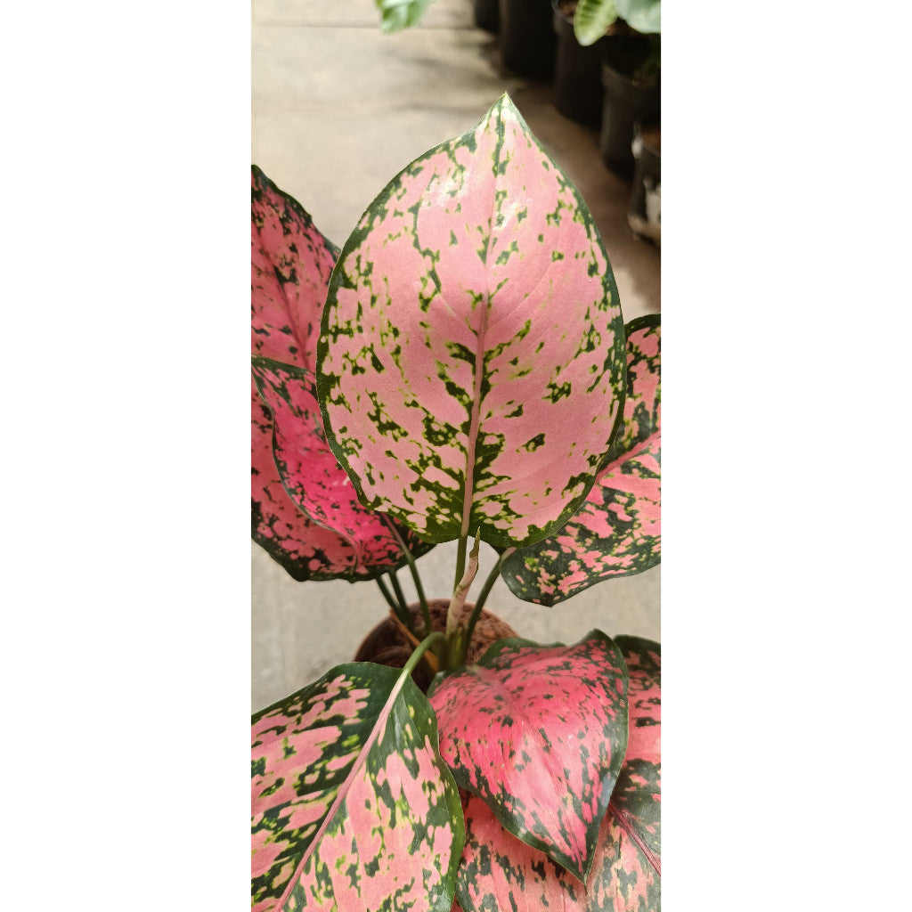 Aglaonema Kom Kom Pink – Beautiful Pink-Edged Aglaonema Plant