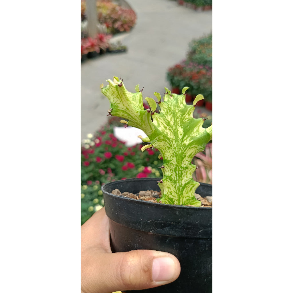 Euphorbia Mayurnathanii – Exotic Succulent for Your Home