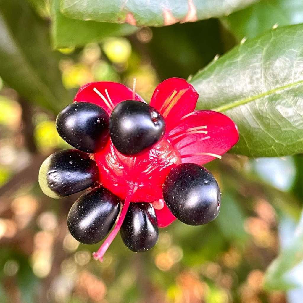 Ochna Kirkii, Mickey Mouse Plant, Bird's Eye Bush
