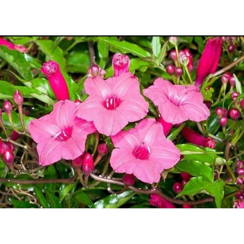 Ipomoea horsfalliae – Exotic Pink Coral Vine | Fast-Growing & Easy to Maintain