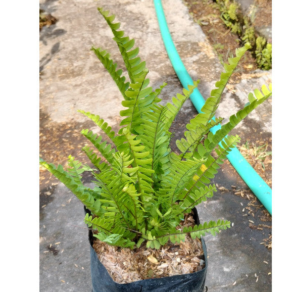 Boston Fern (Nephrolepis exaltata 'Bostoniensis') – Lush & Air-Purifying Indoor Plant