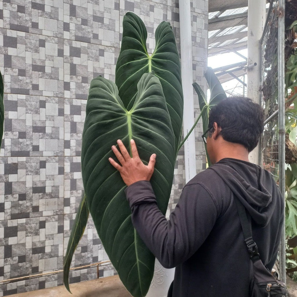 Big Philodendron Melanochrysum