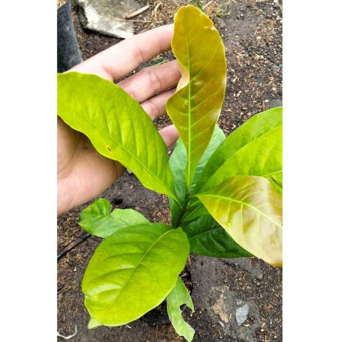 Coffea Arabica Plant – High-Quality Coffee Plant for Your Garden