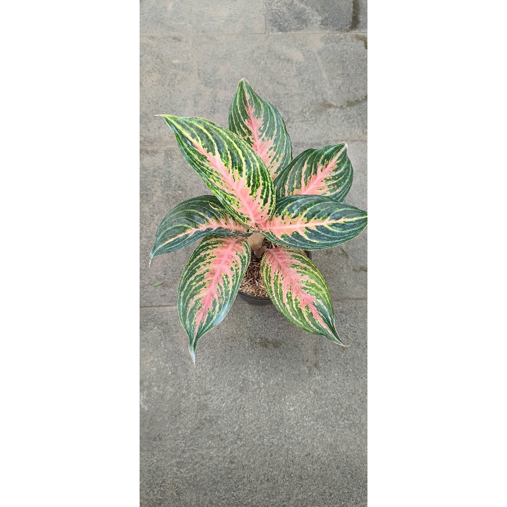 Aglaonema Pink Beauty - Elegant Indoor Plant with Stunning Foliage