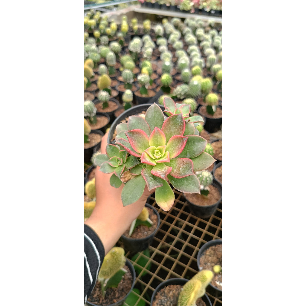 Haworthia Aeonium – Elegant Succulent for Your Space