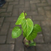 Passiflora Laurifolia, Water Lemon, Yellow Granadilla, Bell Apple, Passion Fruit, Buah Susu, Jamaica Honeysuckle