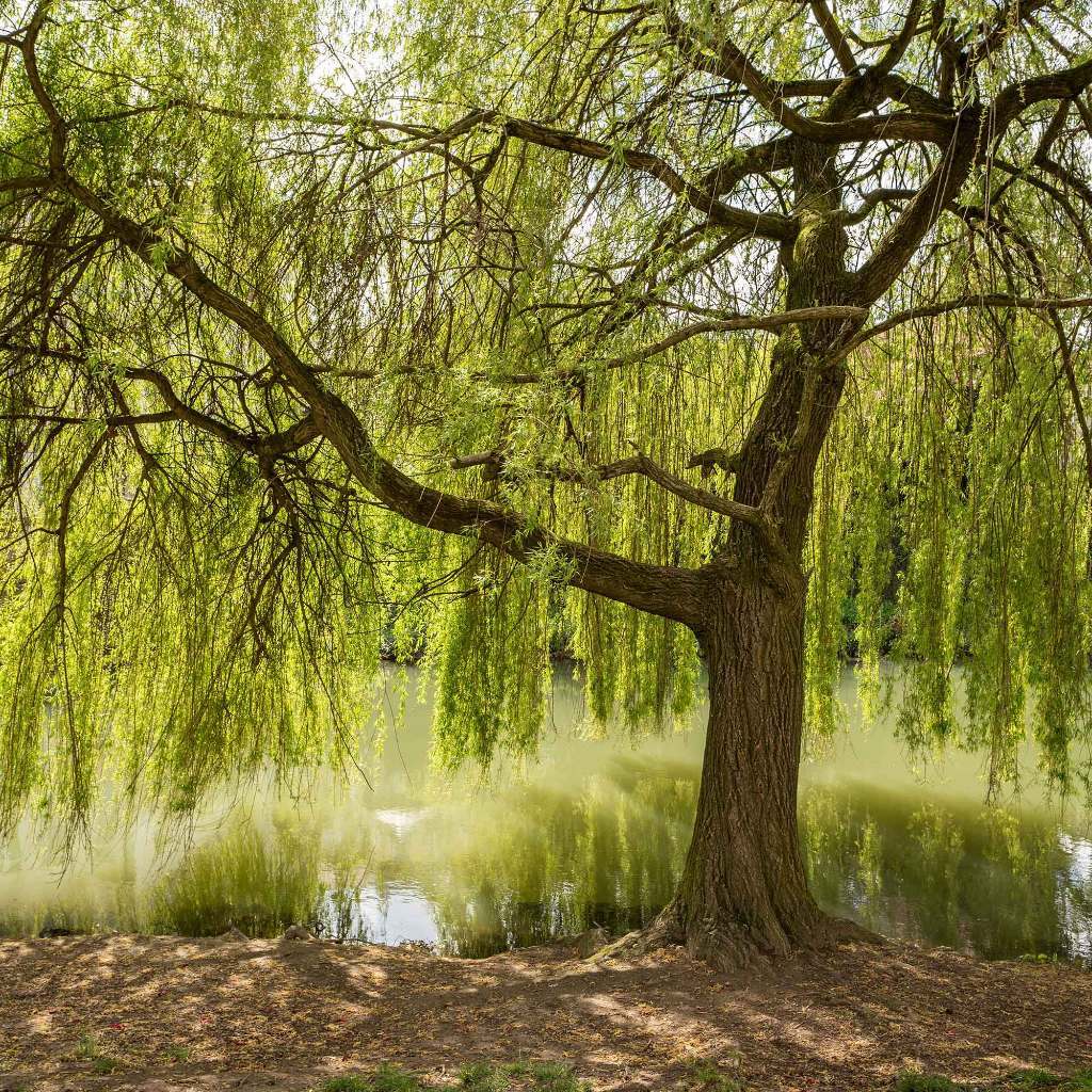 Salix Babylonica, Chinese Weeping Wilow, Napolean's Willow, Dedalu Cina, Weeping Willow, Babylonian Willow, 垂柳