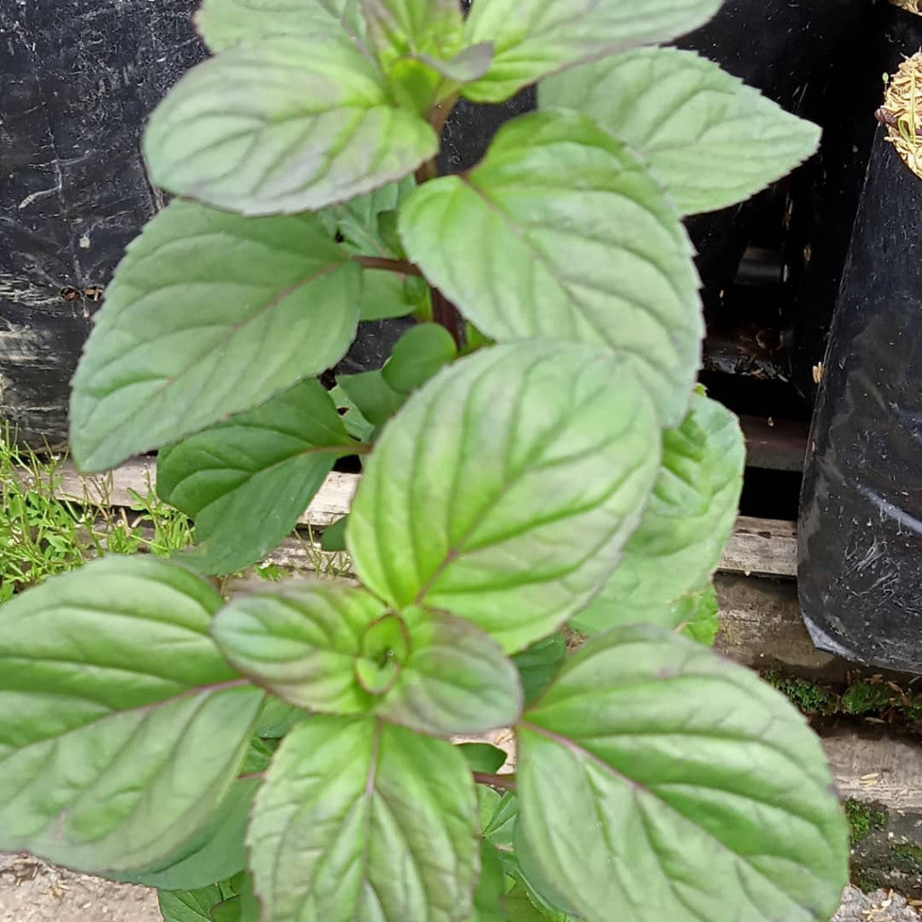 Mentha × piperita f. citrata 'Eau de Cologne'