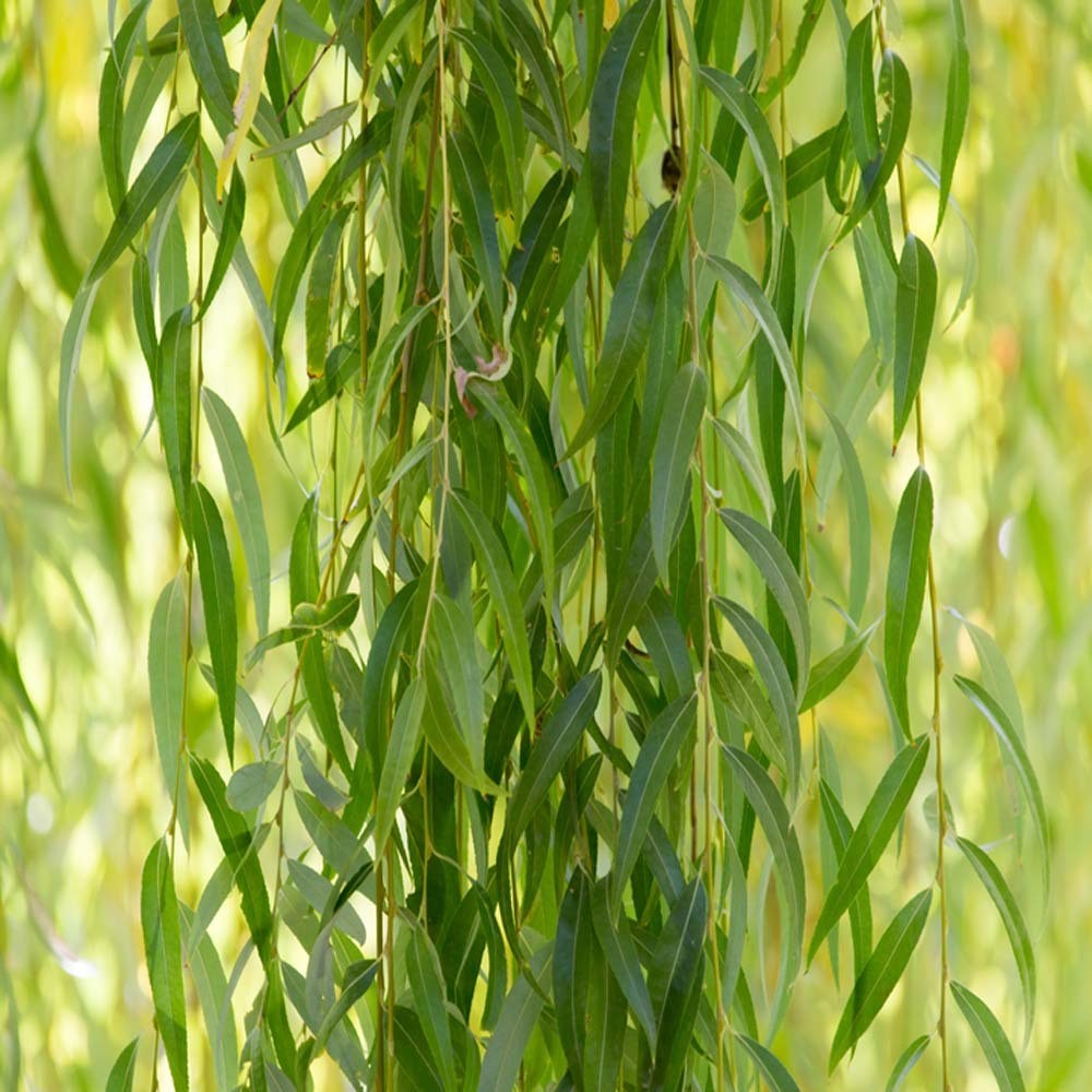 Salix Babylonica 1m Up – Elegant Weeping Willow for Tropical Gardening and Plant Lovers