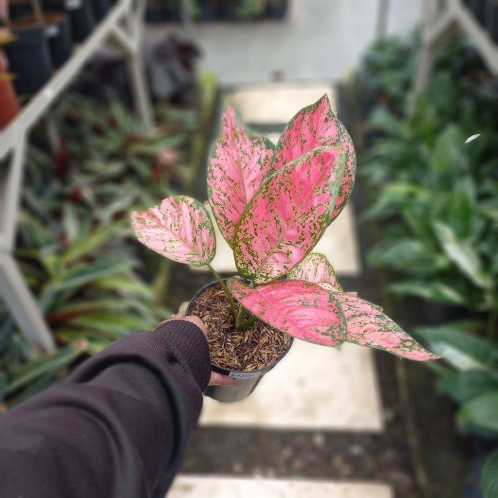 Aglaonema Ruby Super Pink