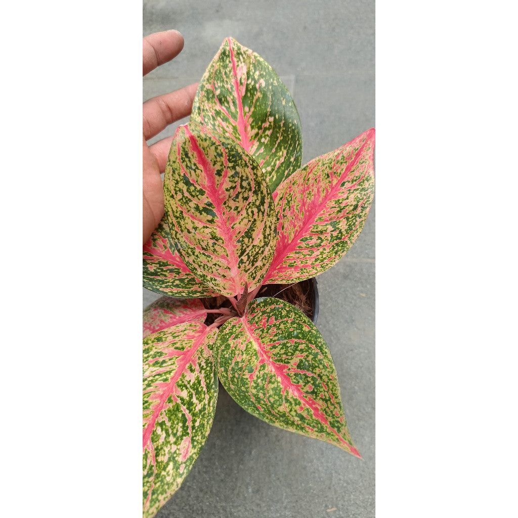 Aglaonema Tiara – Beautiful Indoor Plant with Vibrant Green and Pink Leaves