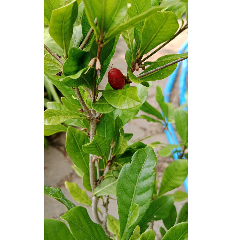 Miracle Fruit (Synsepalum dulcificum) - Sweeten Your Taste Naturally!