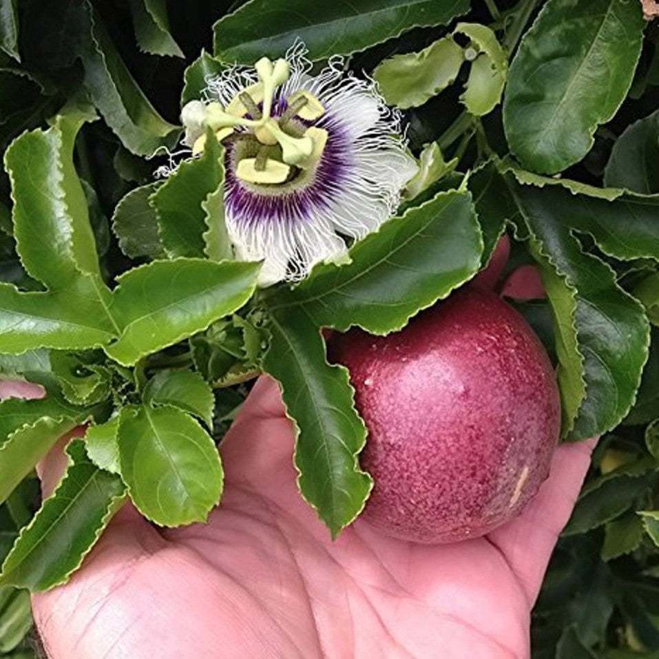 Passiflora Edulis (Purple Fruit), Passion Fruit, Granadilla, 百香果, 西蕃莲