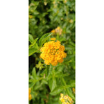Lantana Plant - Lush and Colorful Blooms | Lantana camara