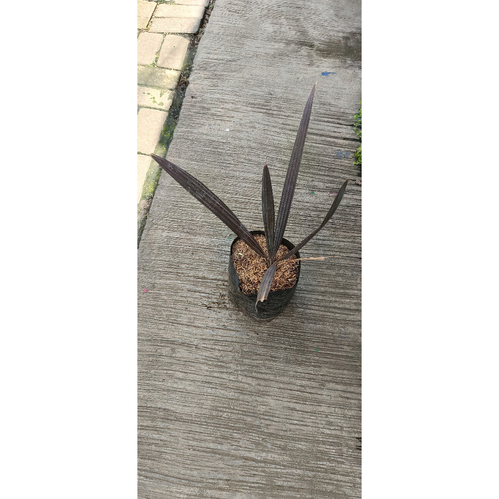 Bismarck Palm Silver – Bismarckia Nobilis – Elegant Indoor and Outdoor Plant