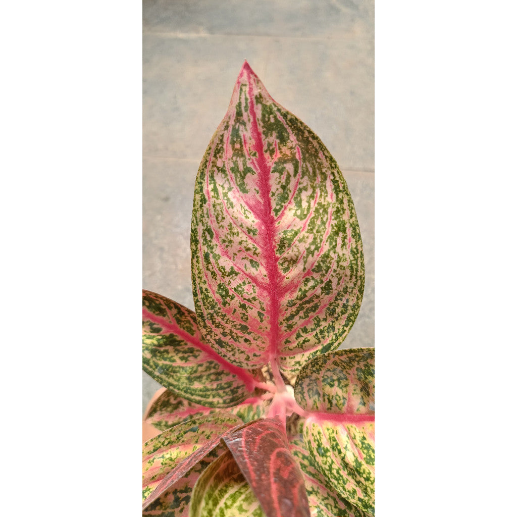 Aglaonema Widuri - Beautiful and Easy-to-Care Indoor Plant