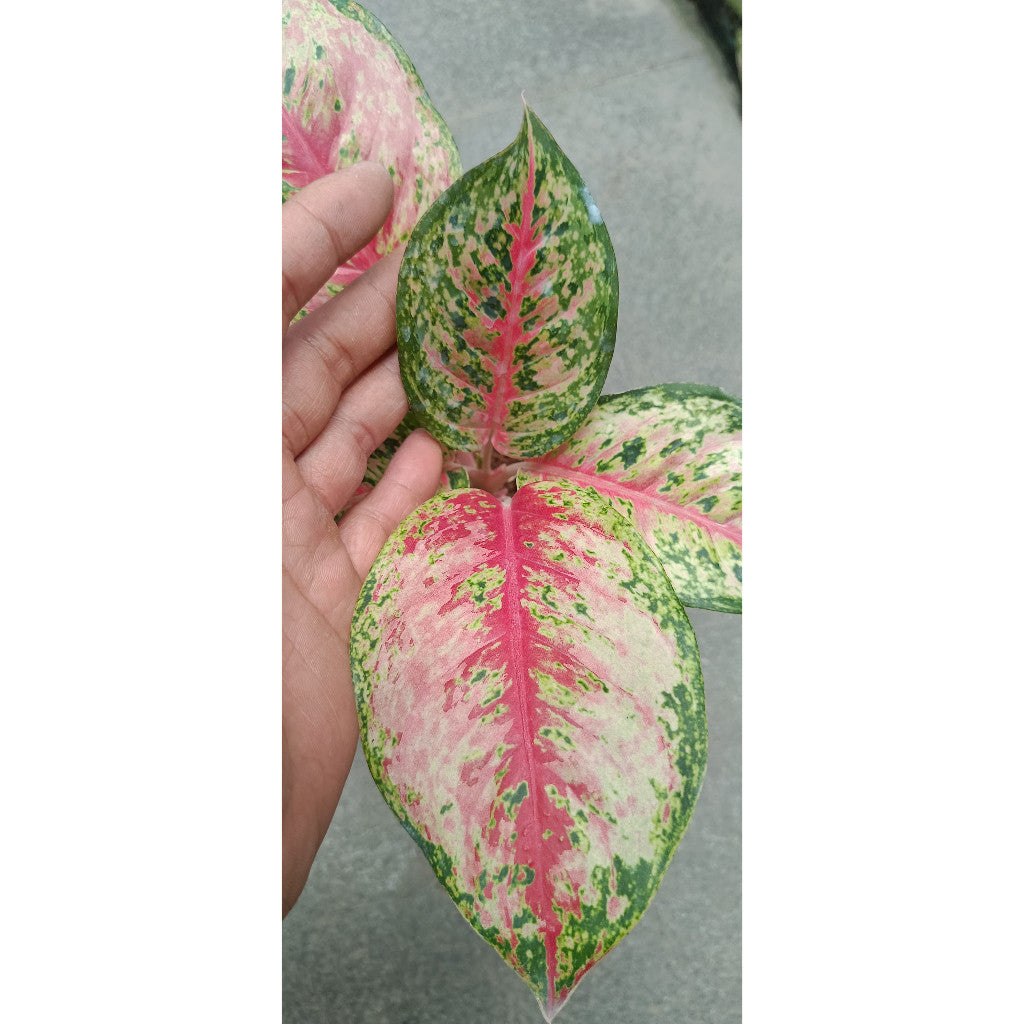 Aglaonema Sweet Dream's – Vibrant Indoor Foliage Plant