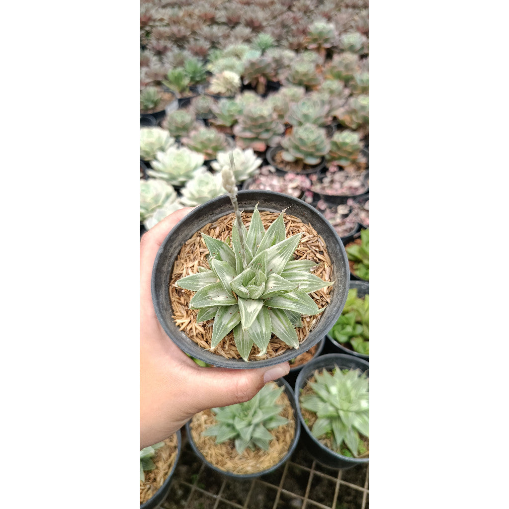 Haworthia Magnifica Variegated – Stunning Succulent for Your Collection