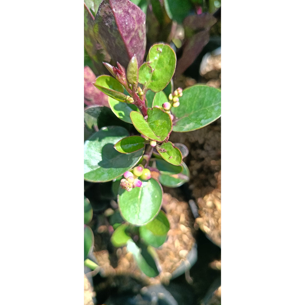 Red Binahong Plant - Anredera cordifolia | Medicinal & Ornamental Vine