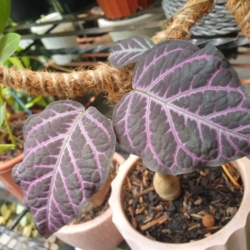 Bignonia Argyro Violacea: A Stunning Purple-Green Leafed Vine for Tropical Gardens and Landscapes
