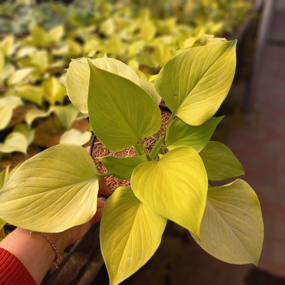 Homalomena Golden