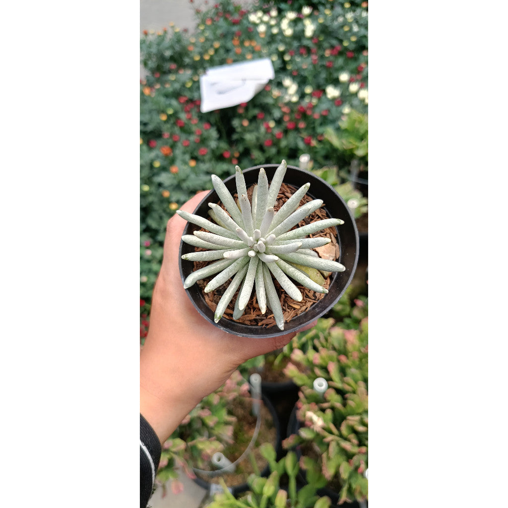 EC. Skaposus – Hardy and Attractive Succulent for Indoor Décor