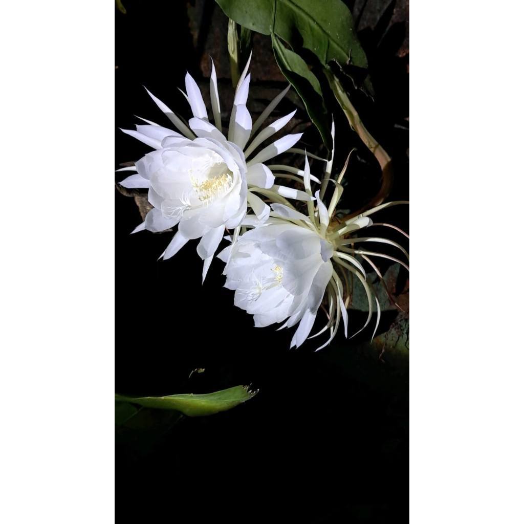 White Queen of the Night (Epiphyllum oxypetalum) – Elegant Night-Blooming Flower