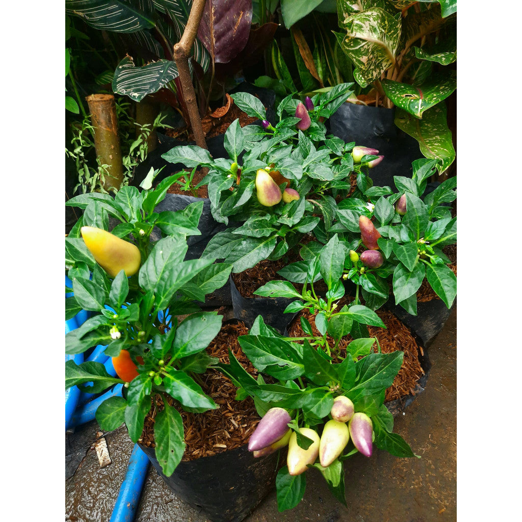 Cabai Hias, Capsicum Frutescens,  Chilli Padi Plant