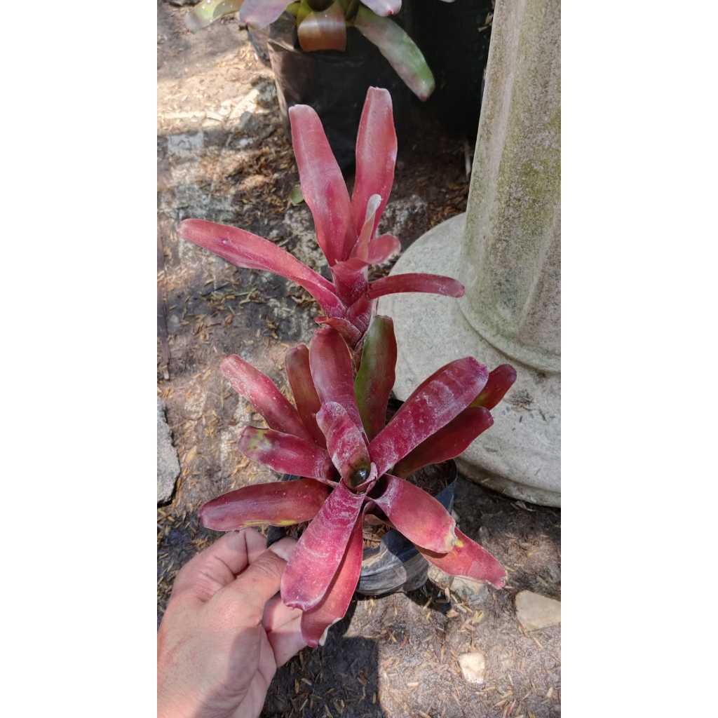 Bromelia Bliss: Transform Your Garden with Exotic Beauty