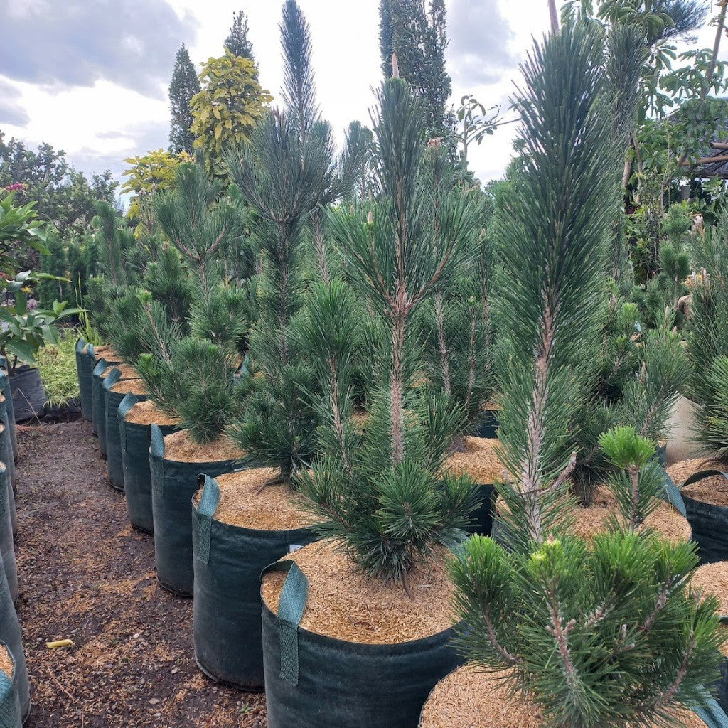 Japanese Black Pine (Pinus Thunbergii) 50-70cm