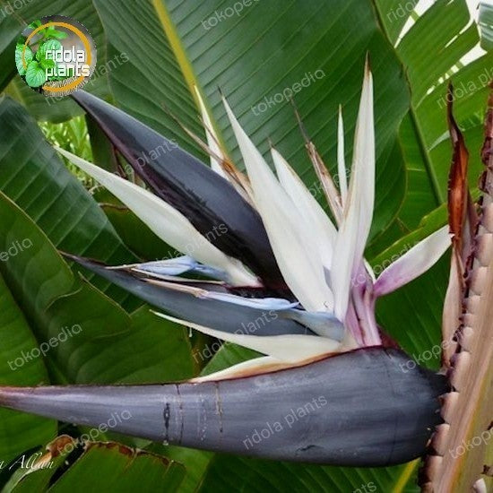 Strelitzia Nicolai – Elegant Giant White Bird of Paradise for Lush Greenery