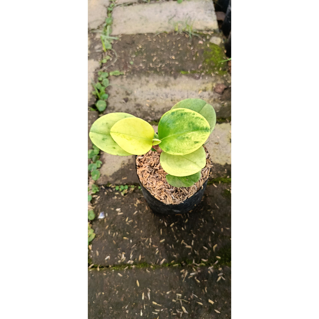 Peperomia Teplan Variegata – Colorful Indoor Plant