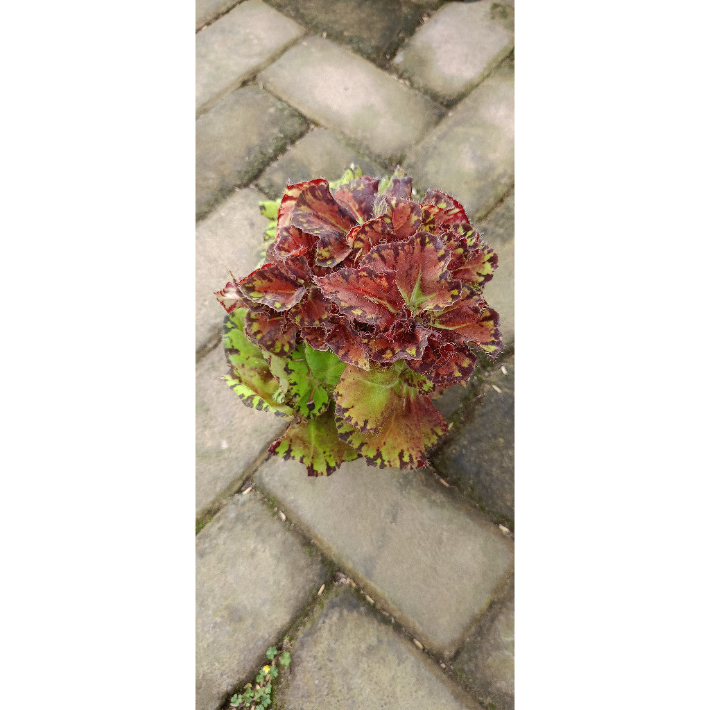 Begonia Sultan Brunei – Exotic Indoor Foliage Plant | Begonia spp.