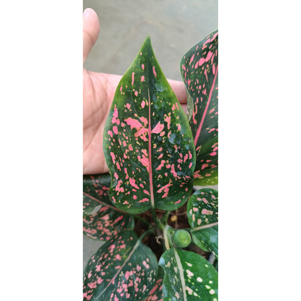 Aglaonema Pink Dalmatian – Stunning Pink Foliage for Indoor Elegance