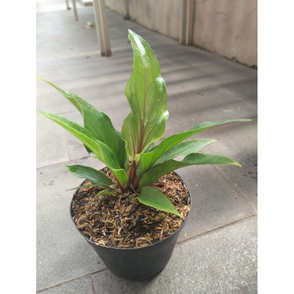 Anthurium Red Flaming Torch – Eye-Catching Tropical Plant for Home & Garden