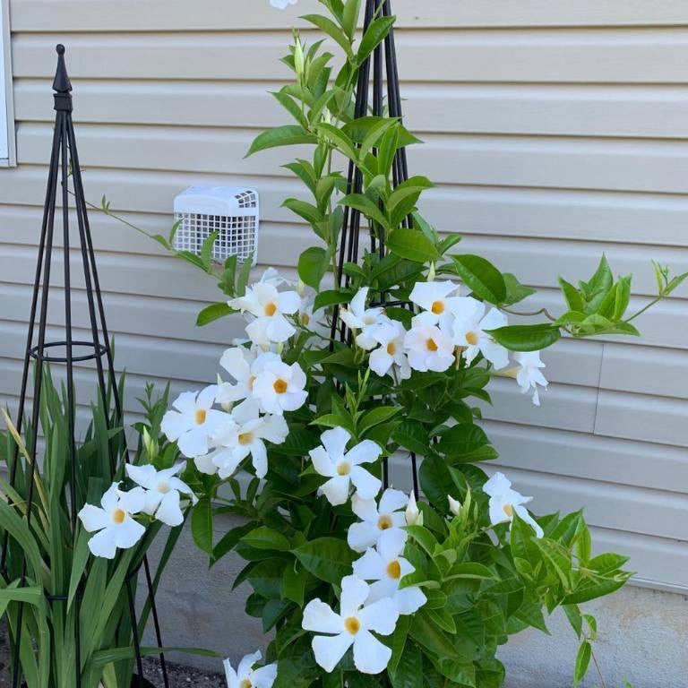 Mandevilla Sanderi 'My Fair Lady', Dipladenia sanderi 'My Fair Lady'