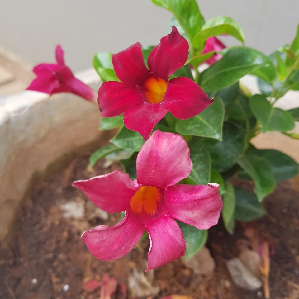 Mandevilla Sanderi 'Red Riding Hood', Dipladenia Sanderi 'Red Riding Hood'