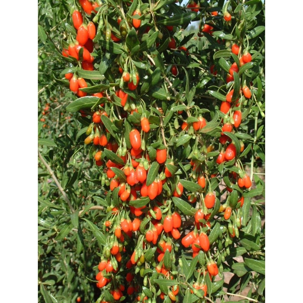Goji Berry Plant (Lycium barbarum) – Superfood Fruit | Easy to Grow | Healthy Garden Choice