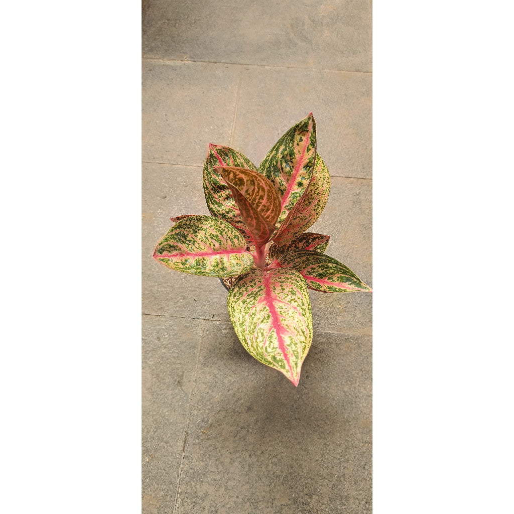 Aglaonema Widuri - Beautiful and Easy-to-Care Indoor Plant